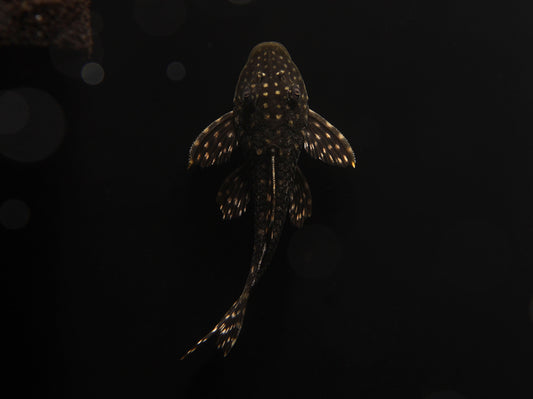 Hypostomus Sertanejo Plecostomus