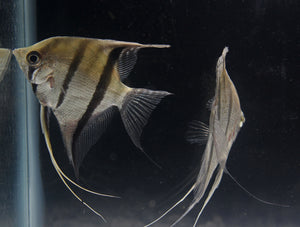 "Silver Angelfish" WILD Peru