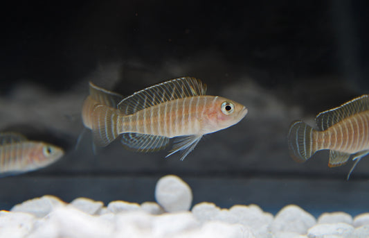 Similis Cichlid