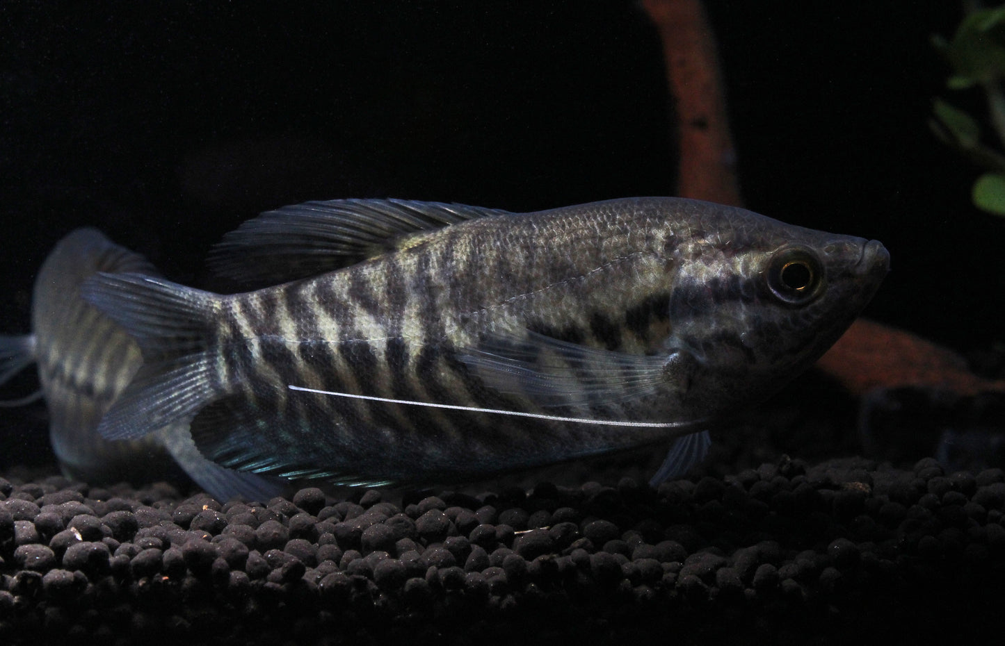 Snakeskin Gourami