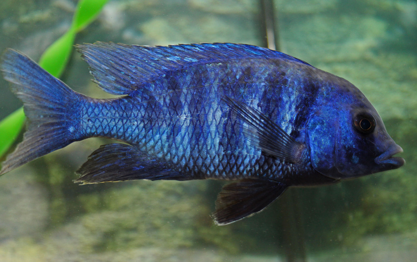 Star Sapphire Cichlid