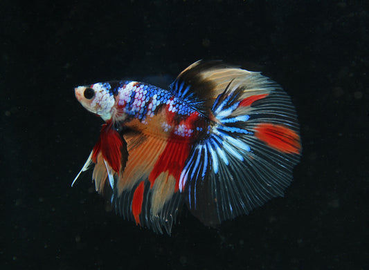 Male Super Delta Betta Fish