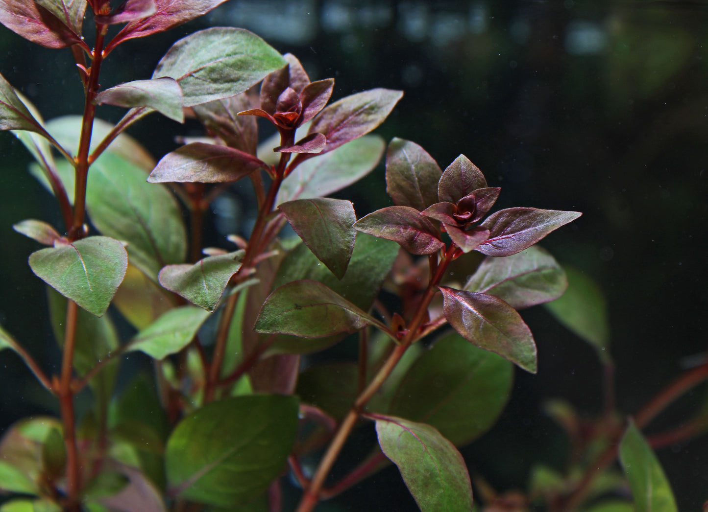 Ludwigia  "Super Red" Mini