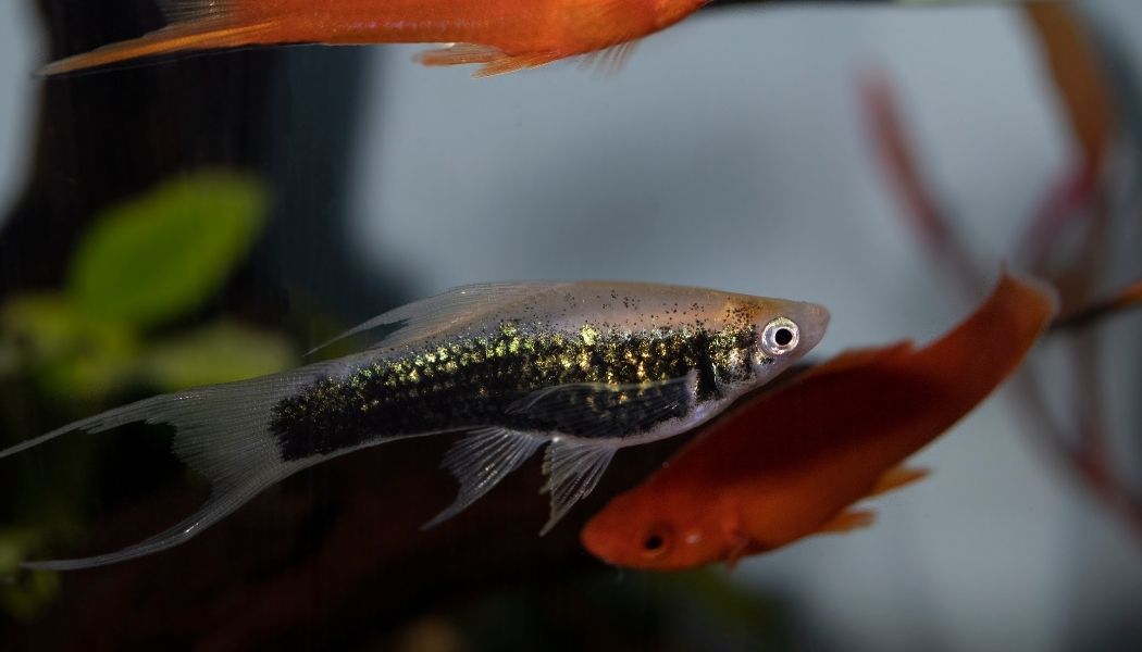 Swordtail (Xiphophorus hellerii)
