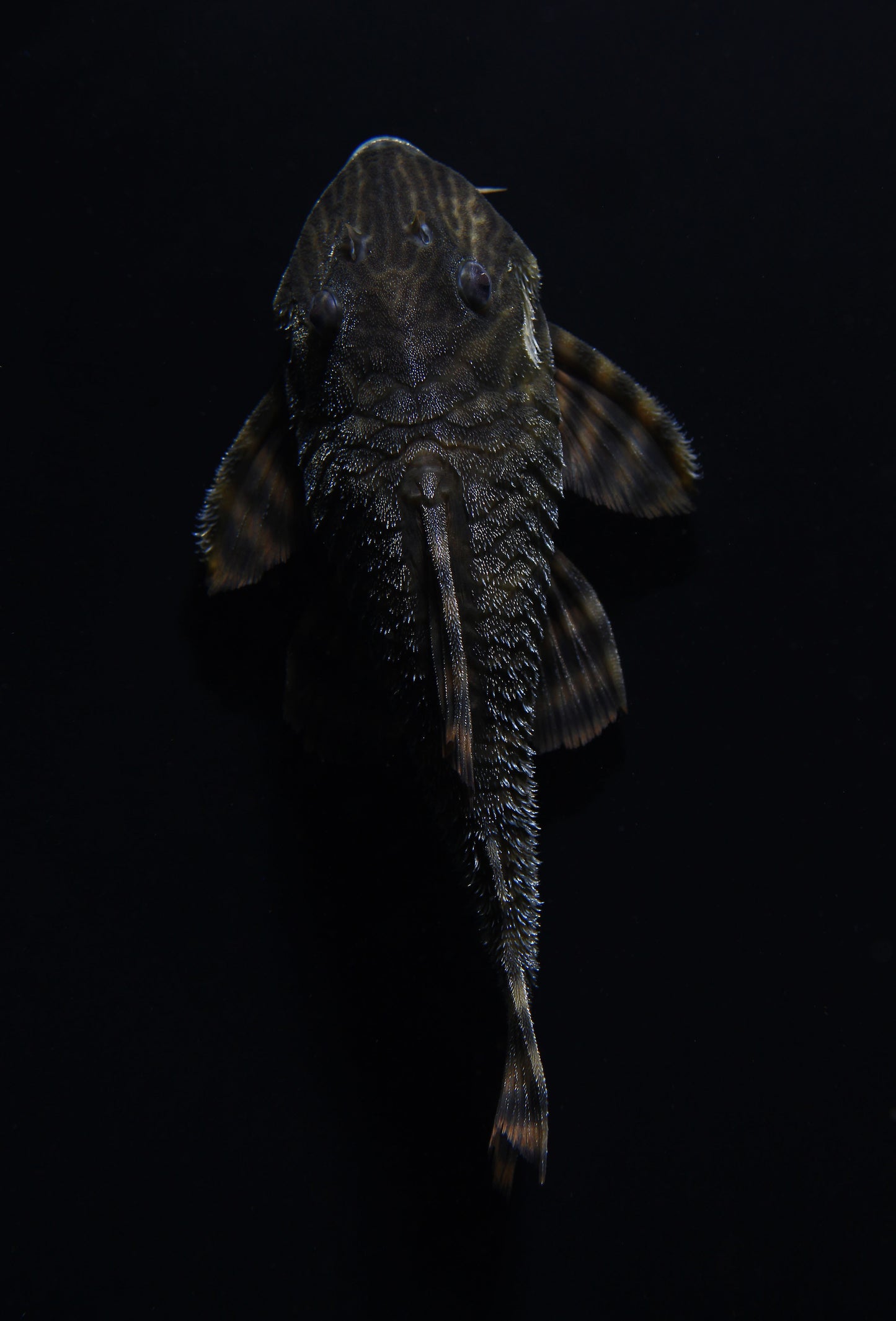 Tankei Tiger Plecostomus L398