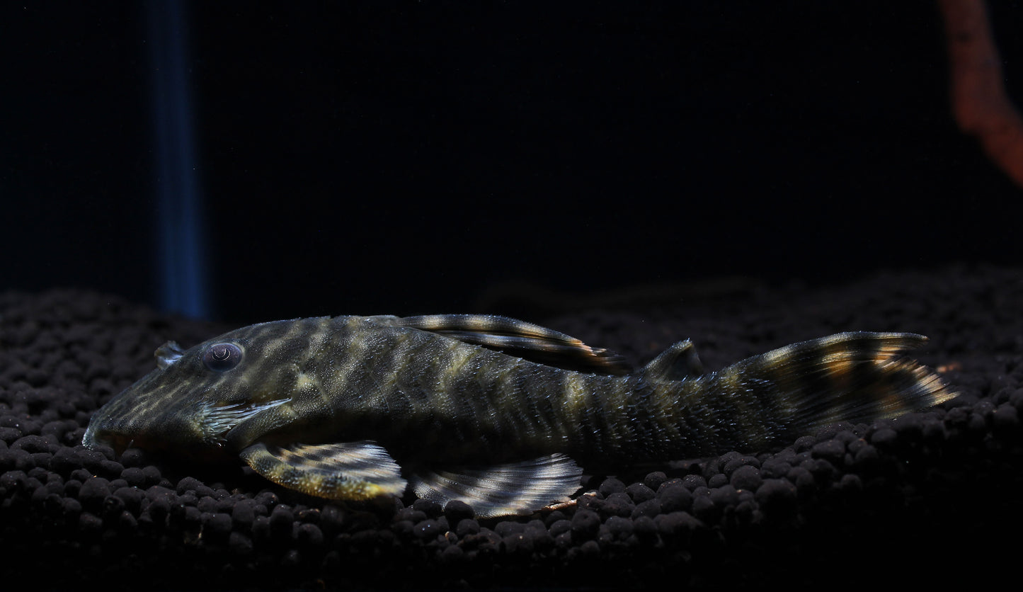 Tankei Tiger Plecostomus L398