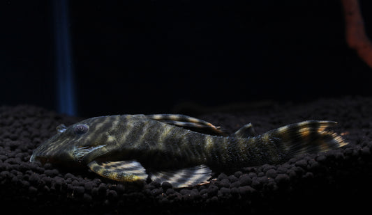 Tankei Tiger Plecostomus L398