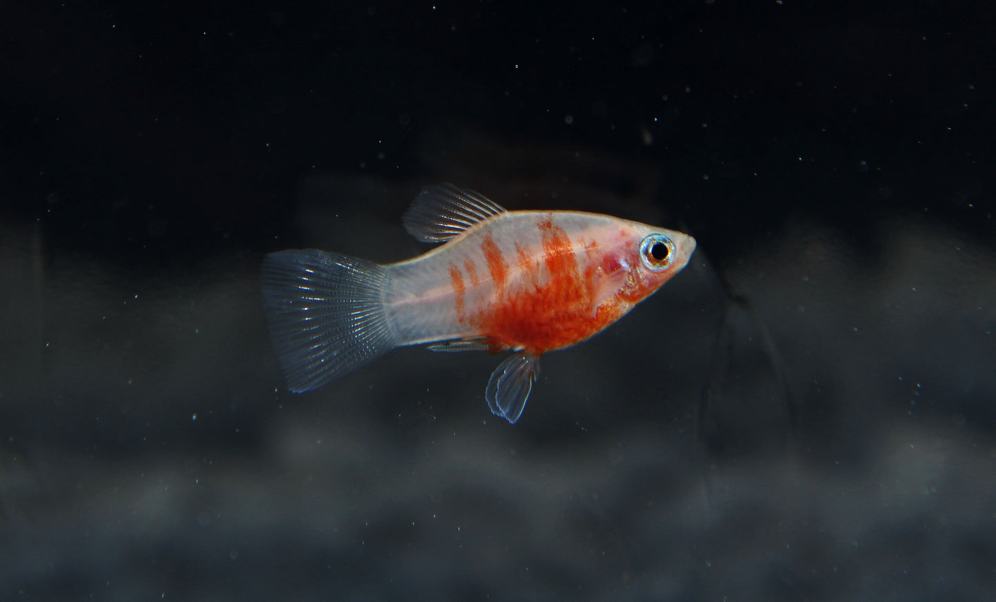 Tiger Platy