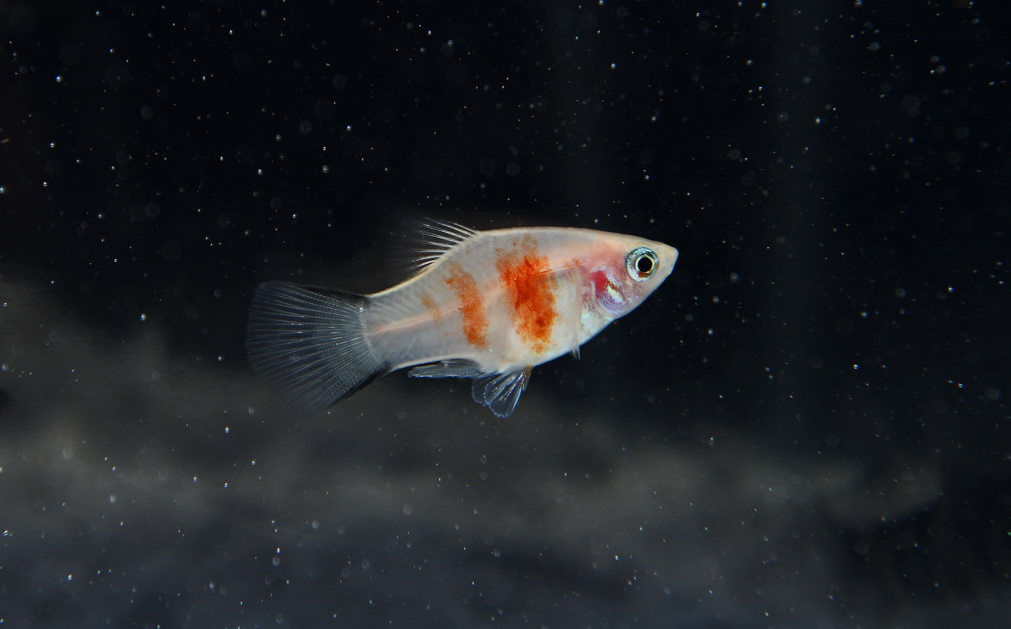 Tiger Platy