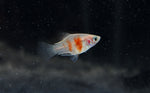 Load image into Gallery viewer, Tiger Platy

