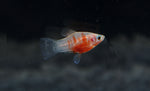 Load image into Gallery viewer, Tiger Platy
