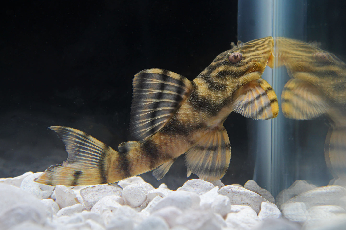 Tiger Plecostomus L-002