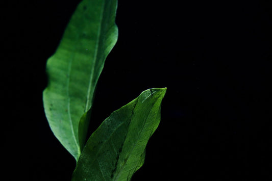 Assorted green aquatic sword plants against a black background.