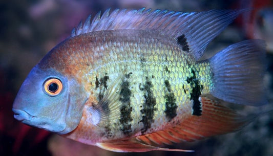 Orange Shoulder Severum Cichlid