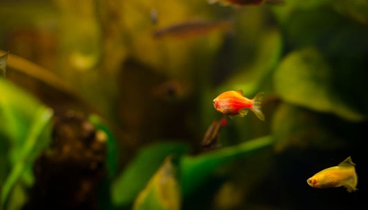 Gold Zebra Danio