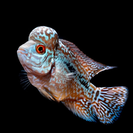 Hump Head Flowerhorn Cichlid