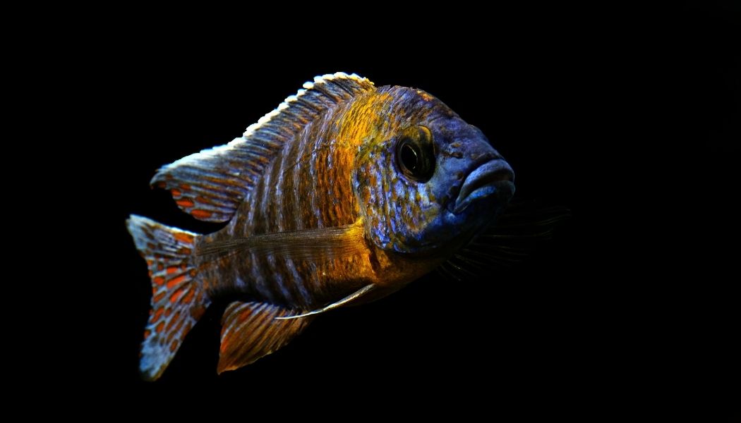 Tiger Haplochromis Cichlid