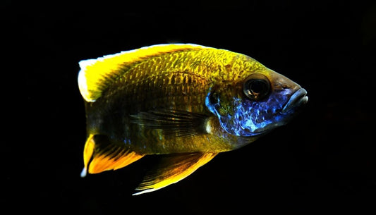 Lemon Jake Peacock Cichlid Male Large