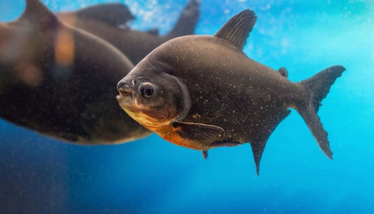 Black Pacu