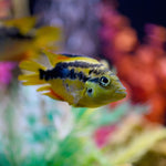 Load image into Gallery viewer, Salvini Cichlid
