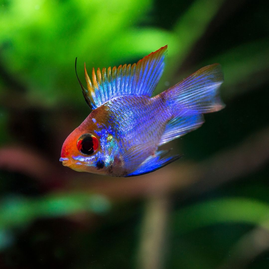 Blue Ramp Fish Electric Blue Ram Fish Electric Blue Ram ~1