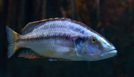 Dimidiochromis Compressiceps Cichlid