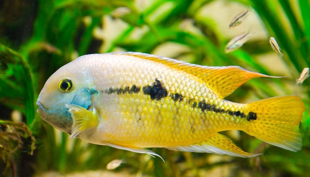 Nicaraguensis Cichlid