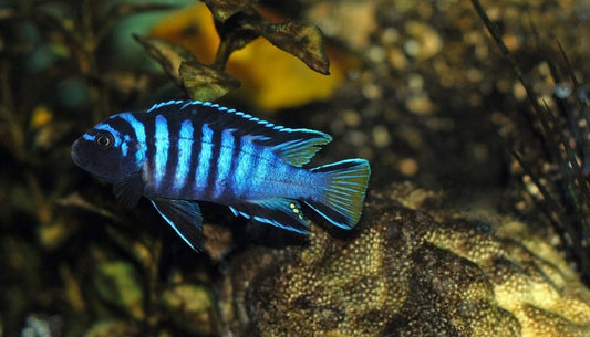 Premium Assorted Mbuna Cichlids