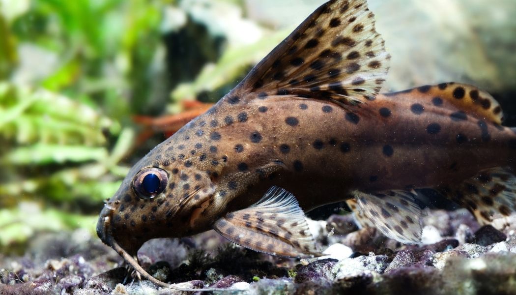 Synodontis Eupterus Catfish