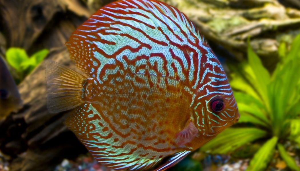 Turquoise Color Fish Blue Turquoise Discus Fish