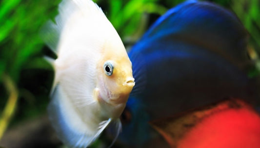 Snow White Discus