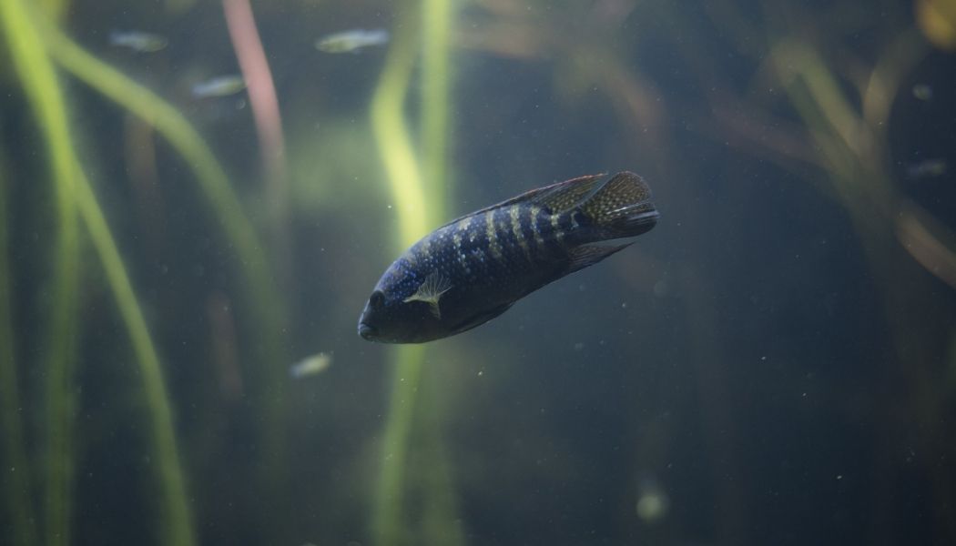 Jack Dempsey Cichlid