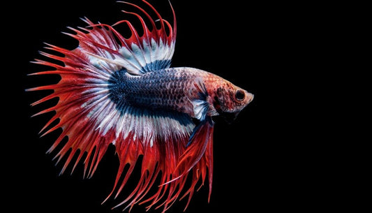 Crowntail Red, White, and Blue Male Betta Fish