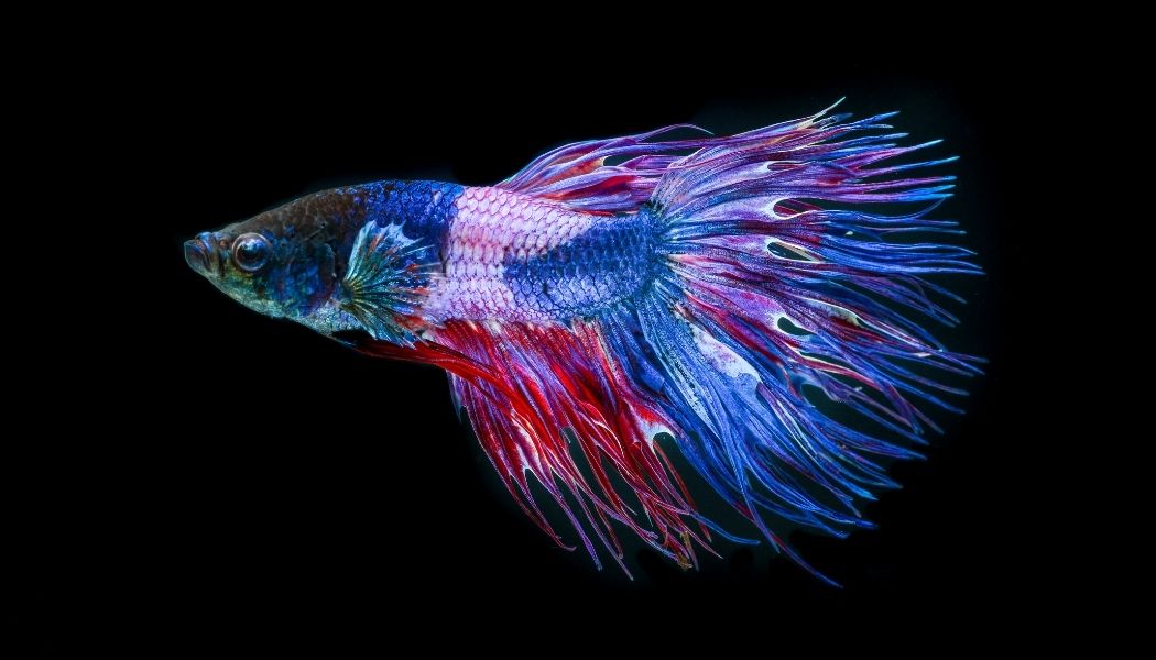 Crowntail Male Betta Fish