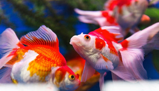 Assorted Large Ryukin Goldfish