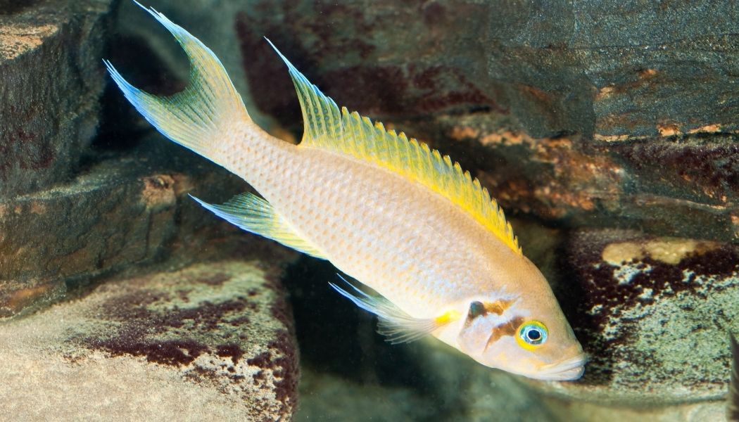 Daffodil Brichardi Cichlid