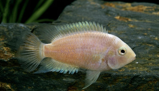 Pearl Convict Cichlid