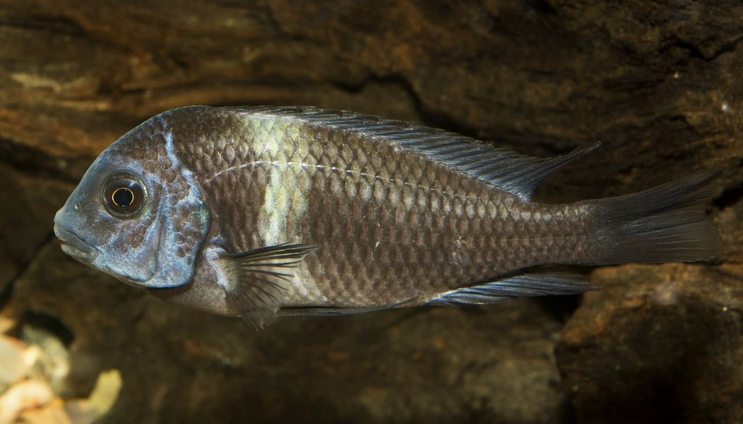 Tropheus Duboisi Cichlid