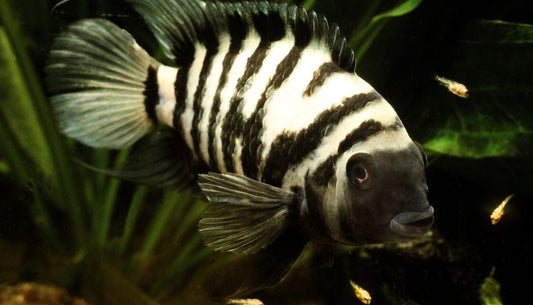 Black Convict Cichlid