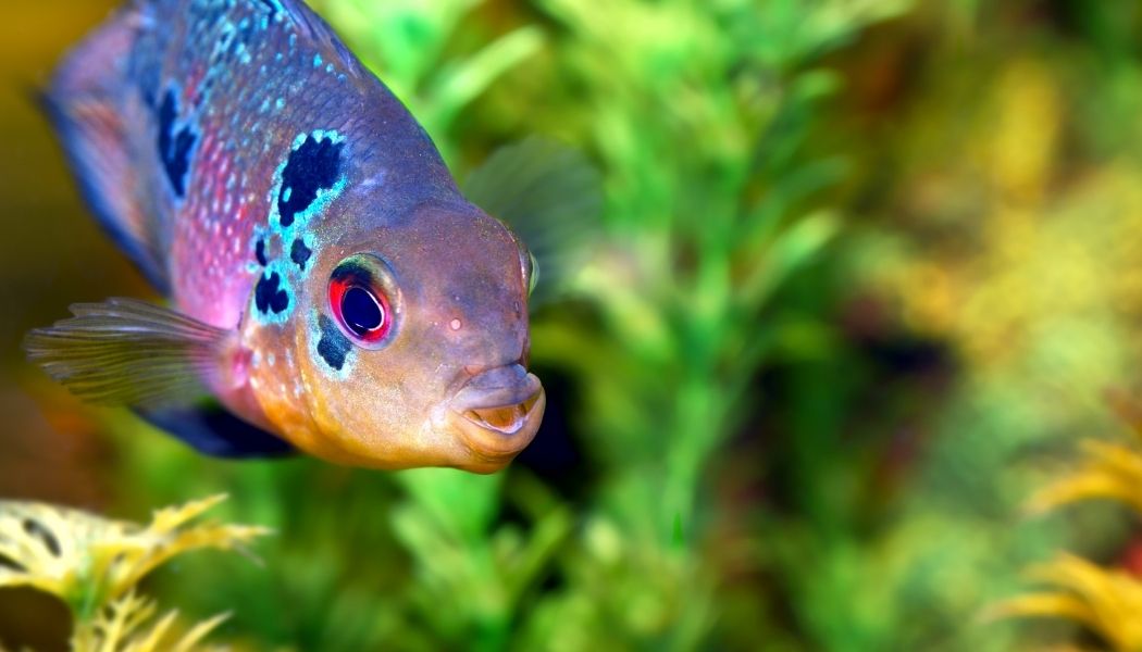 Flowerhorn Cichlid Small