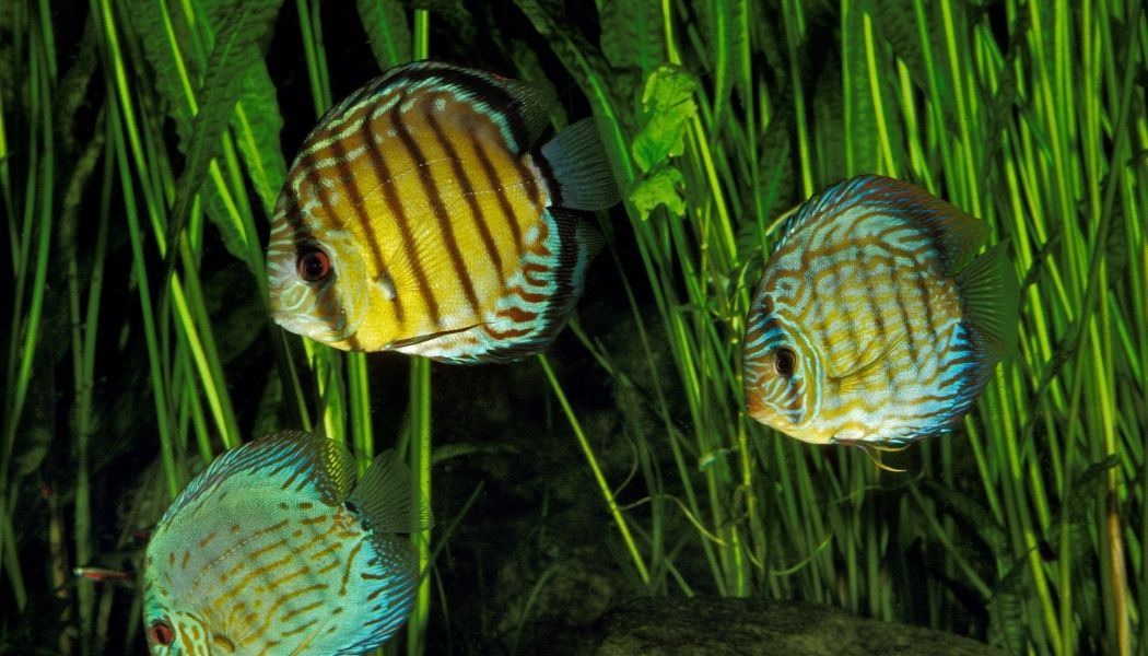 Wild Discus