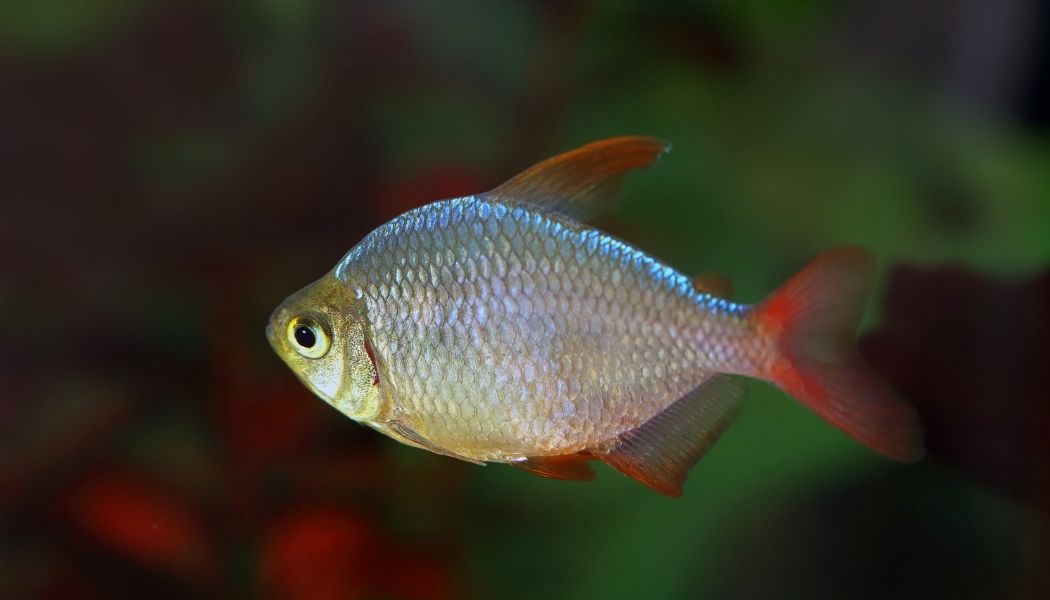 Columbian Tetra