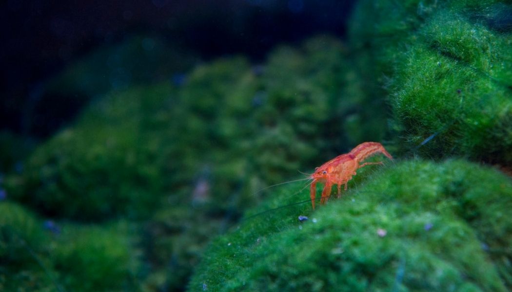 Dwarf Mexican Lobster