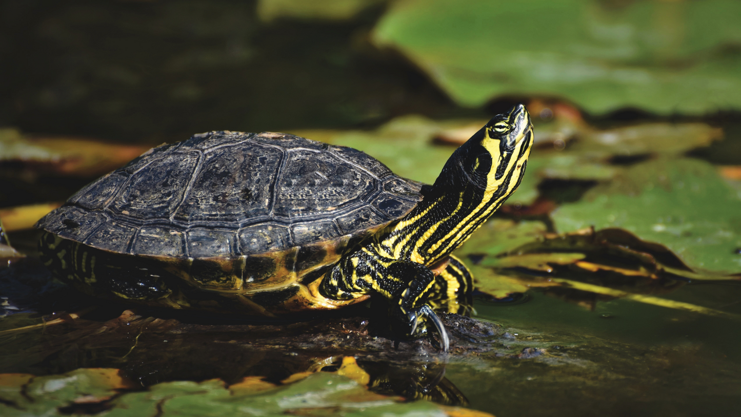 Baby Assorted Turtle