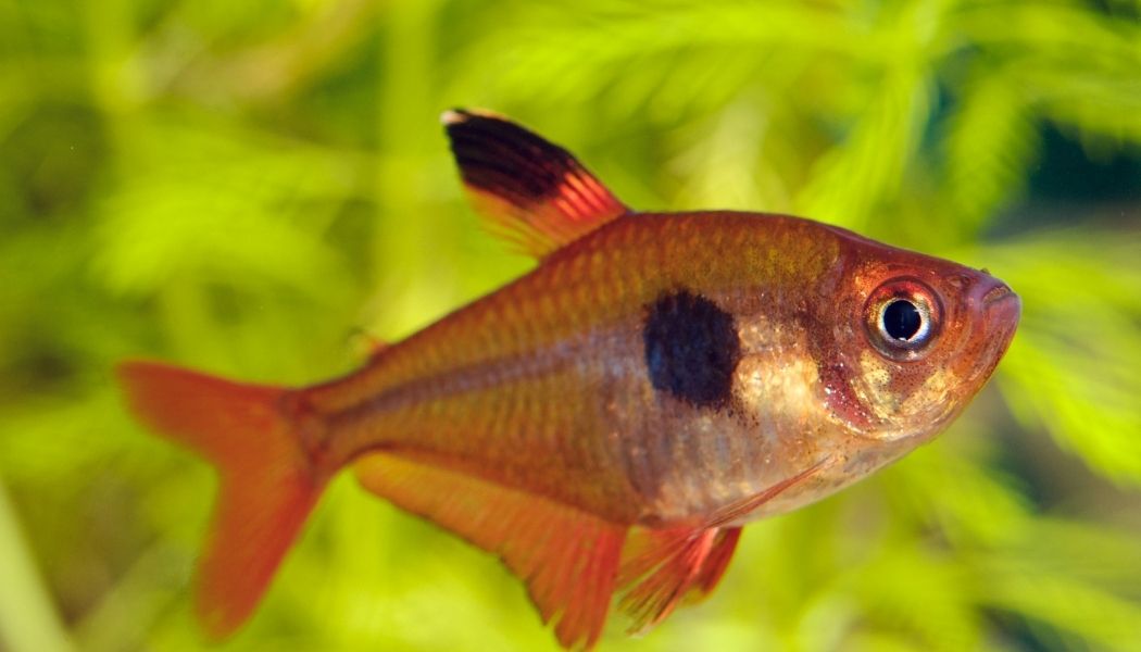 Red Phantom Tetra