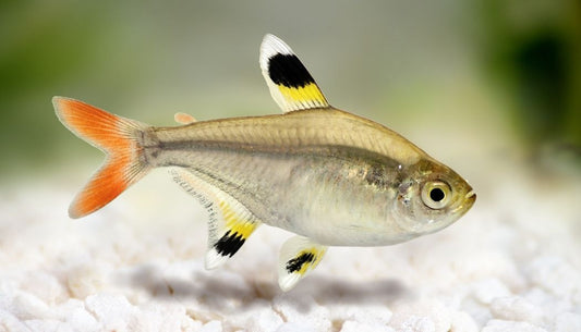 Gold Pristella Tetra