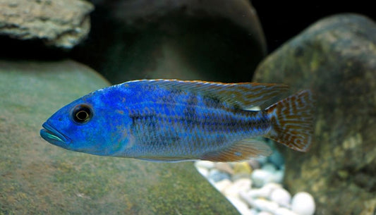 Fuscotaeniatus Cichlid