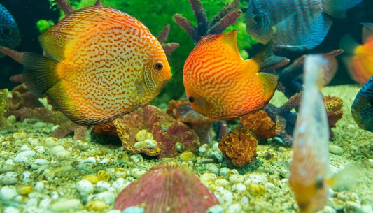 Pigeon Snakeskin Discus