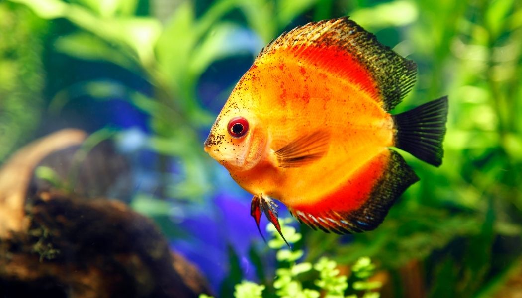 Red Cover Discus