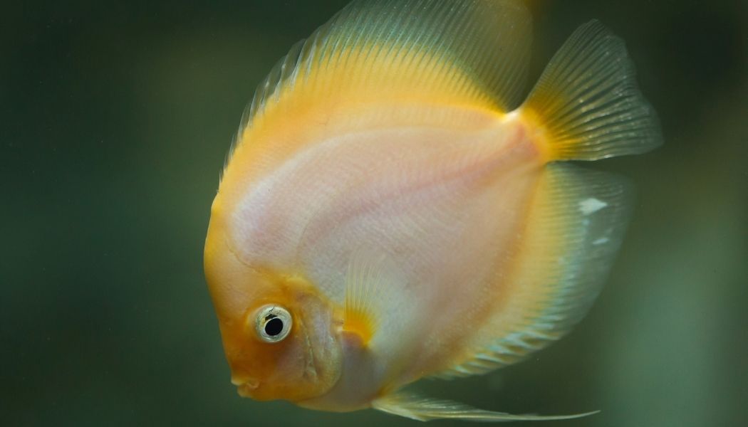 Yellow White Discus